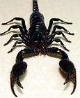 HUGE REAL SCORPION WITH LARGE STINGER REAL INSECT 2322