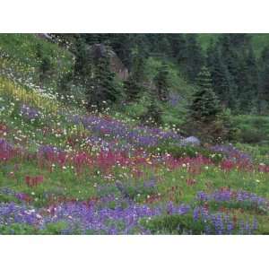  Meadow of Subalpine Lupine and Magenta Paintbrush, Mt 