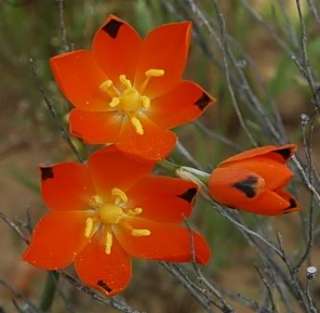 Ornithogalum maculatum is found in sandy soils, often in rocks from 