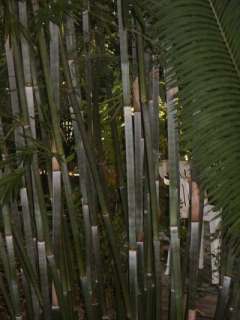 Fernleaf Bamboo Plants  