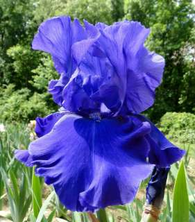  Bearded BLUEBERRY BLISS Iris VIGOROUS BLUE 04 Perennial Plant Rhizome