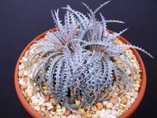   , silver star exotic terrestrial bromeliad rare seed 50 seeds  