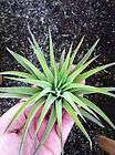 BROMELIAD AIRPLANTS ORCHIDS LUCKY BAMBOO TILLANDSIA  