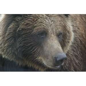  Brown Bear Taxidermy Photo Reference CD