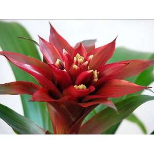   Plant  Great Houseplant   4 Pot   Guzmania   Bromeliad Patio, Lawn