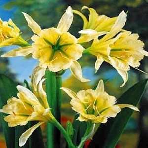  Queen Peruvian Daffodil Bulb   Ismene   Fragrant Patio, Lawn & Garden