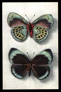 Pc blau gelb brauner Schmetterling, Callithea Leprieuri  