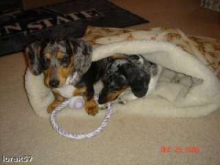 Your Doxies in Our Snuggle Bags items in Whats Up Dox Dachshund 