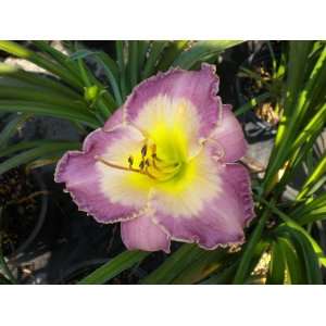  4 Fans Irving Shulman Day Lily Patio, Lawn & Garden