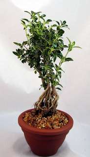 Japanese Serissa Bonsai Tree in Terracotta Pot  