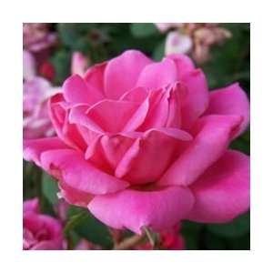  Rose Double Pink Knock Out 3 Gallon Patio, Lawn 