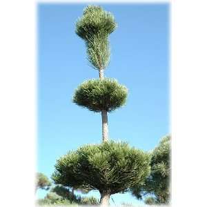  Mount Vernon Blue Scotch Pine 4   Year Graft Patio, Lawn 