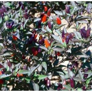  Hot Pepper 10 Seeds   Ornamental and Edible Patio, Lawn & Garden
