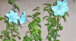 BLUE ROSE OF SHARON ** HIBISCUS 1 FT  