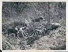 1939 wounded wild feral hog boar surrounded by hunting dogs