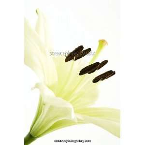 Lily flower reproduction Framed Prints
