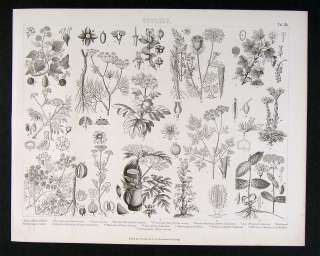 1874 Botanical Print   Ivy Hydrangea Dogwood Anis Plant  