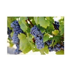  Close up of grapes, Napa Valley, California by Unknown 20 