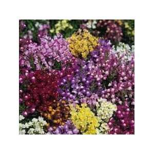     Fairy Bouquet Seed   1 oz Seed Packet Patio, Lawn & Garden