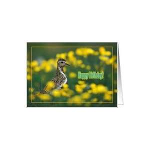  Happy birthday greeting card, bird in grass and yellow 
