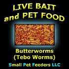 live bait worms  