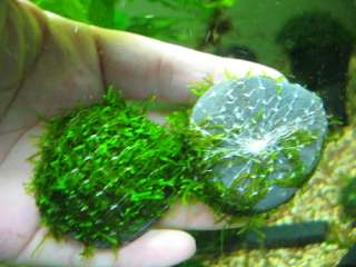 JAVA Moss x2 stone pads   Live aquarium plant fern fish  