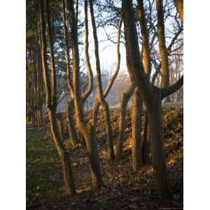  European Hemlock Trees in Morning Haze at Woodend Wildlife 