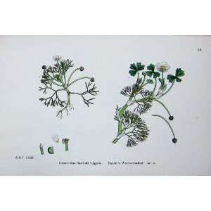  Botany Plants C1902 BaudotS Water Crowfoot Ranunculus 