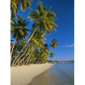 Palm Trees and Beach, Pigeon Point, Tobago, Trinidad and Tobago, West 