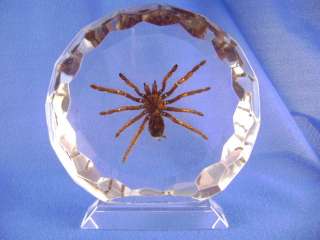 Ex Large Tarantula in Desktop Resin Display   AC306  