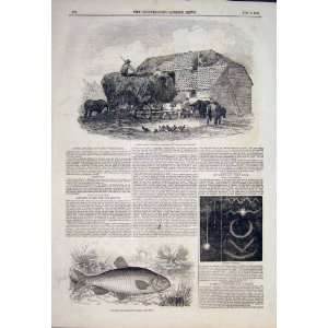  Thatching Duncan Straw Meteor Fine Art 1846 Fish Chub 
