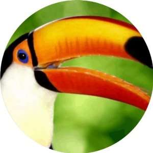  Macaw Bird Art   Fridge Magnet   Fibreglass reinforced 