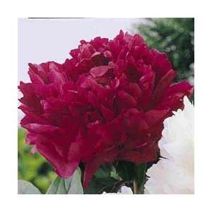  Lifetime peonies Marshall Pyland Peony (red)