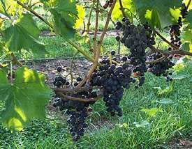 Chambourcin Wine Grape Plant   Deep Purple Color  