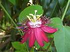   Passiflora Incarnata Maypop Passion Flower Vine ~ Live Plant  