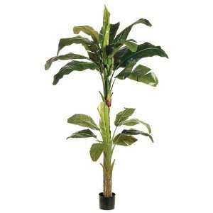  7 Banana Tree X2 in Round Pot Green (Pack of 2)