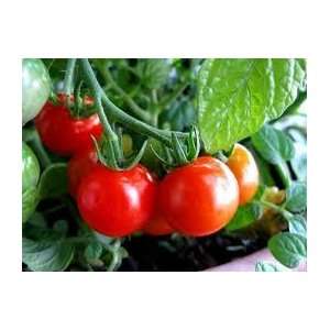  Todds Seeds   Red Cherry Large Tomato Seed   250mg Seed 