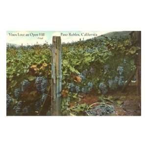  Grape Vines in Paso Robles Premium Poster Print, 12x8 
