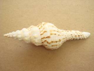 SMALL FUSINUS COLUS SEA SHELL BEACH DECOR #7160  