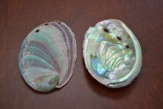 ONE SIDE POLISHED RED ABALONE SEA SHELL 2 1/2 to 3 10 PCS #7116 